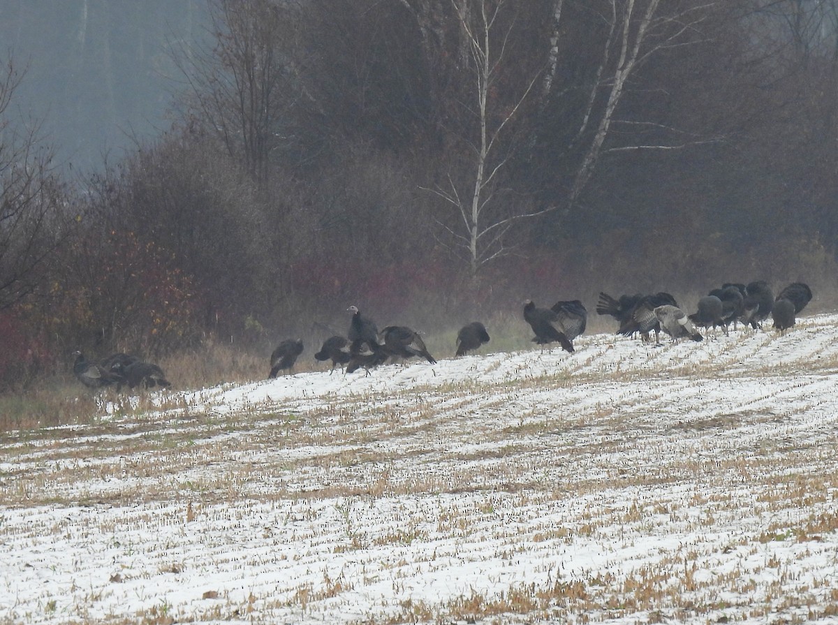 火雞 - ML645186578