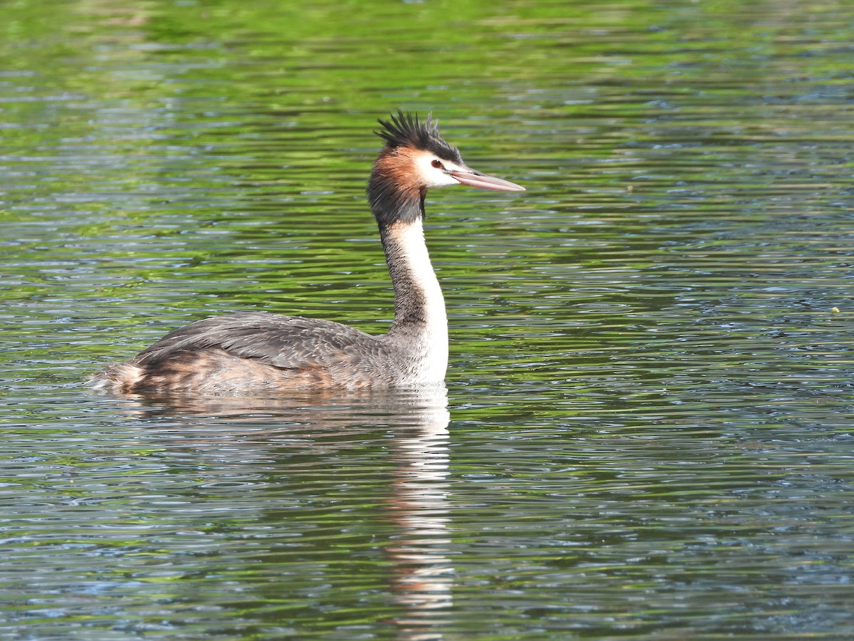 冠鸊鷉 - ML645186580