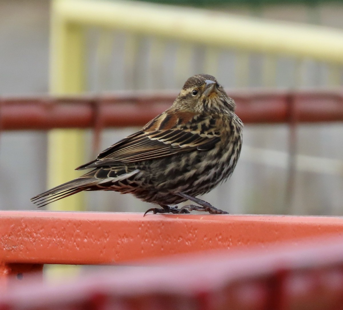 Red-winged Blackbird - ML645186581
