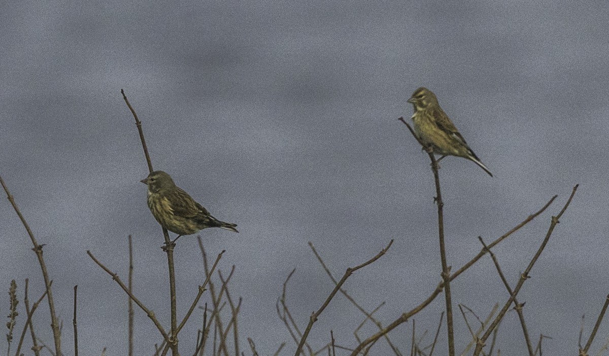 赤胸朱頂雀 - ML645186582