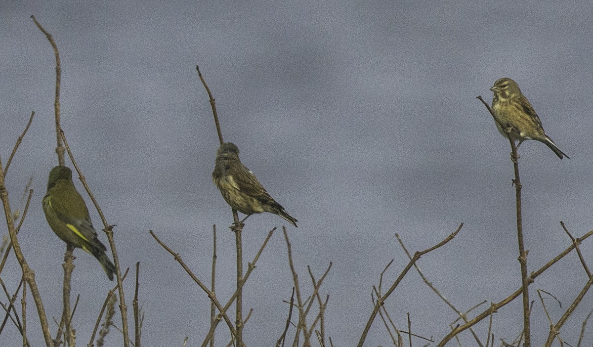 赤胸朱頂雀 - ML645186583