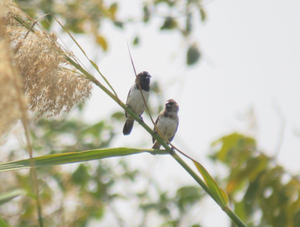 Bronze Mannikin - ML645186587