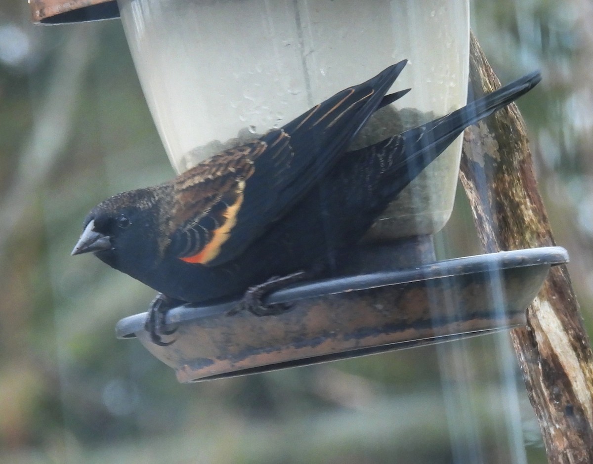 Red-winged Blackbird - ML645186590