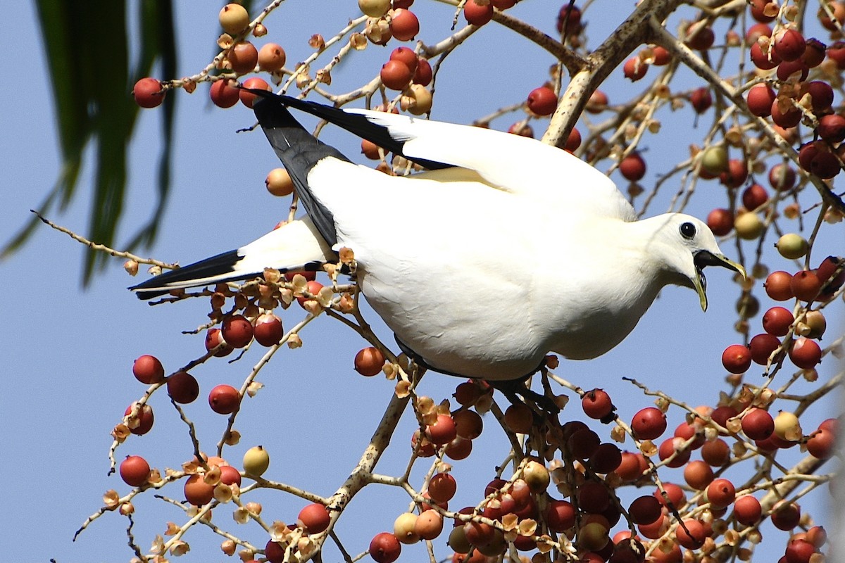 Carpophage argenté - ML645186595