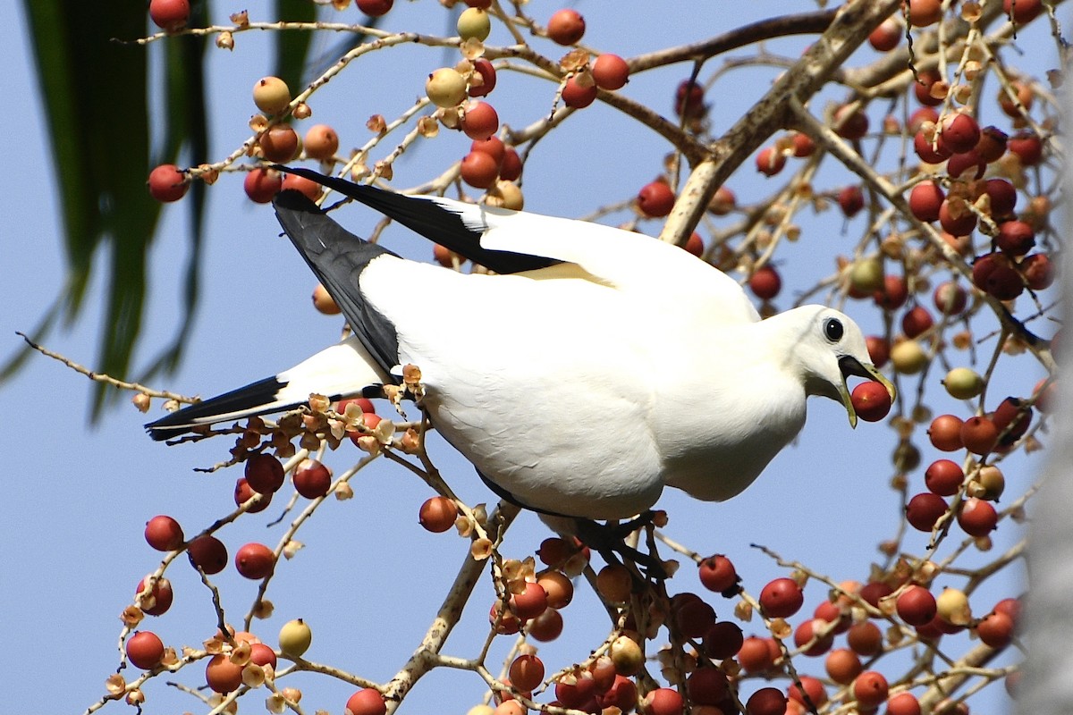 Torresian Imperial-Pigeon - ML645186596