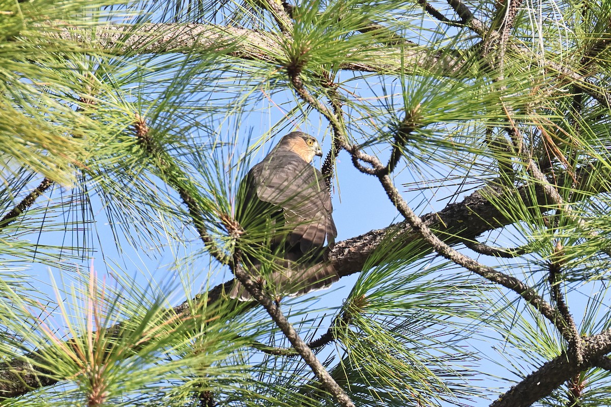 Яструб чорноголовий - ML645186608