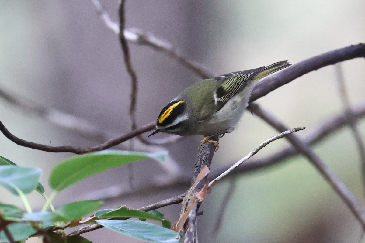 králíček zlatohlavý - ML645186617