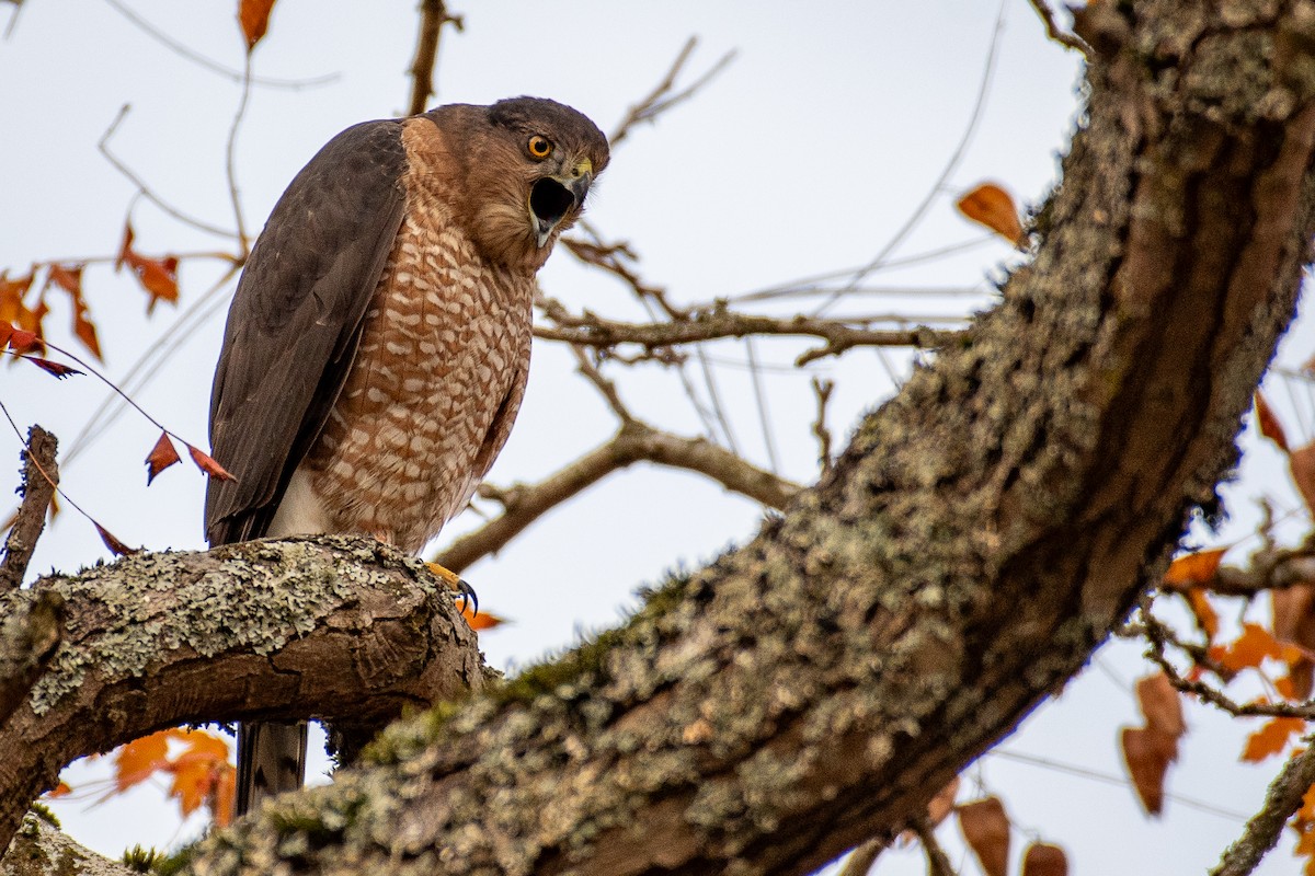 Яструб чорноголовий - ML645186631