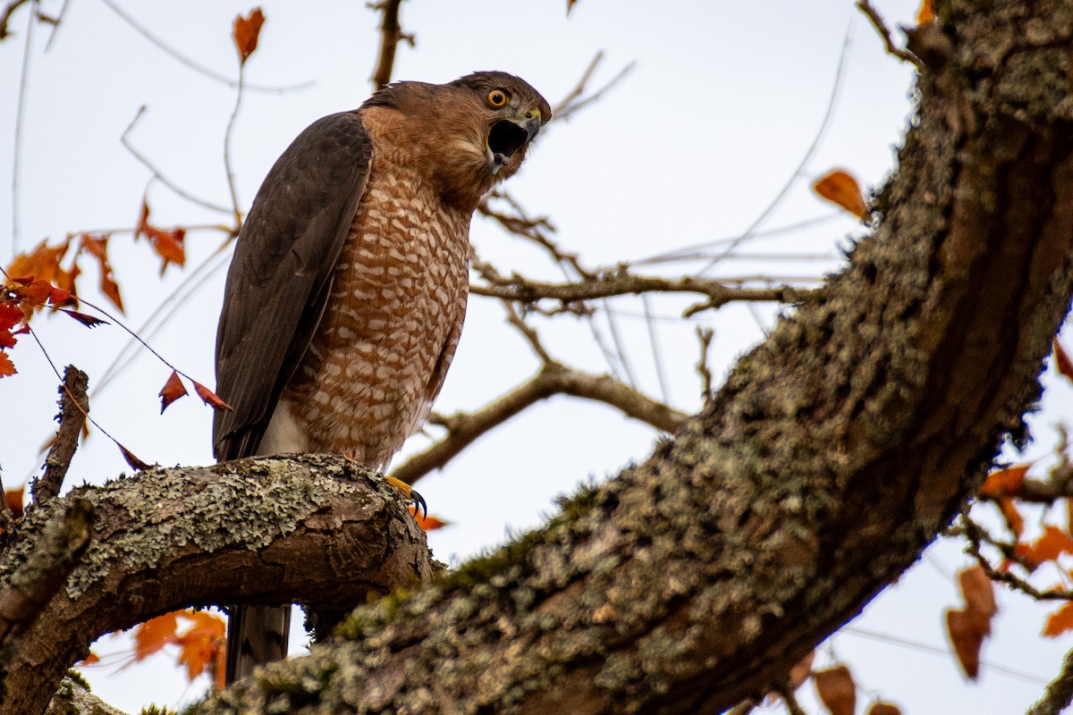 Яструб чорноголовий - ML645186632