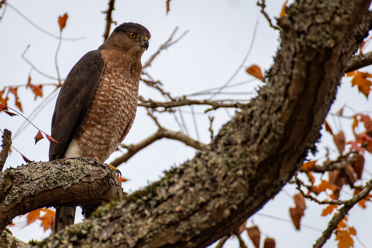 Яструб чорноголовий - ML645186633