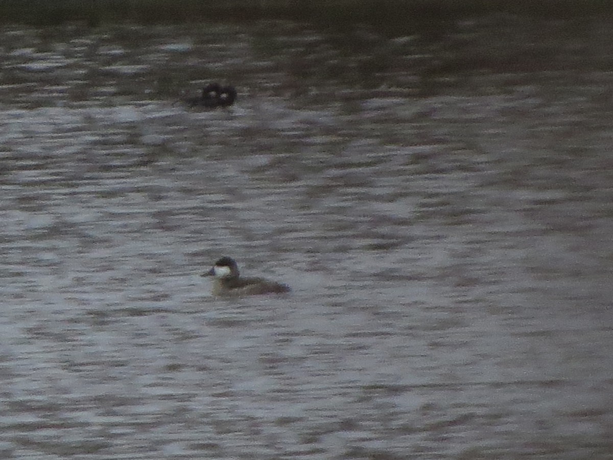 Савка американська - ML645186641