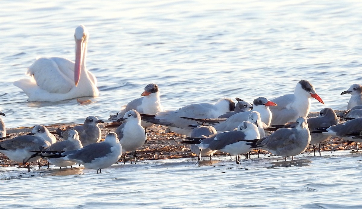 Hazar Sumrusu - ML645186644