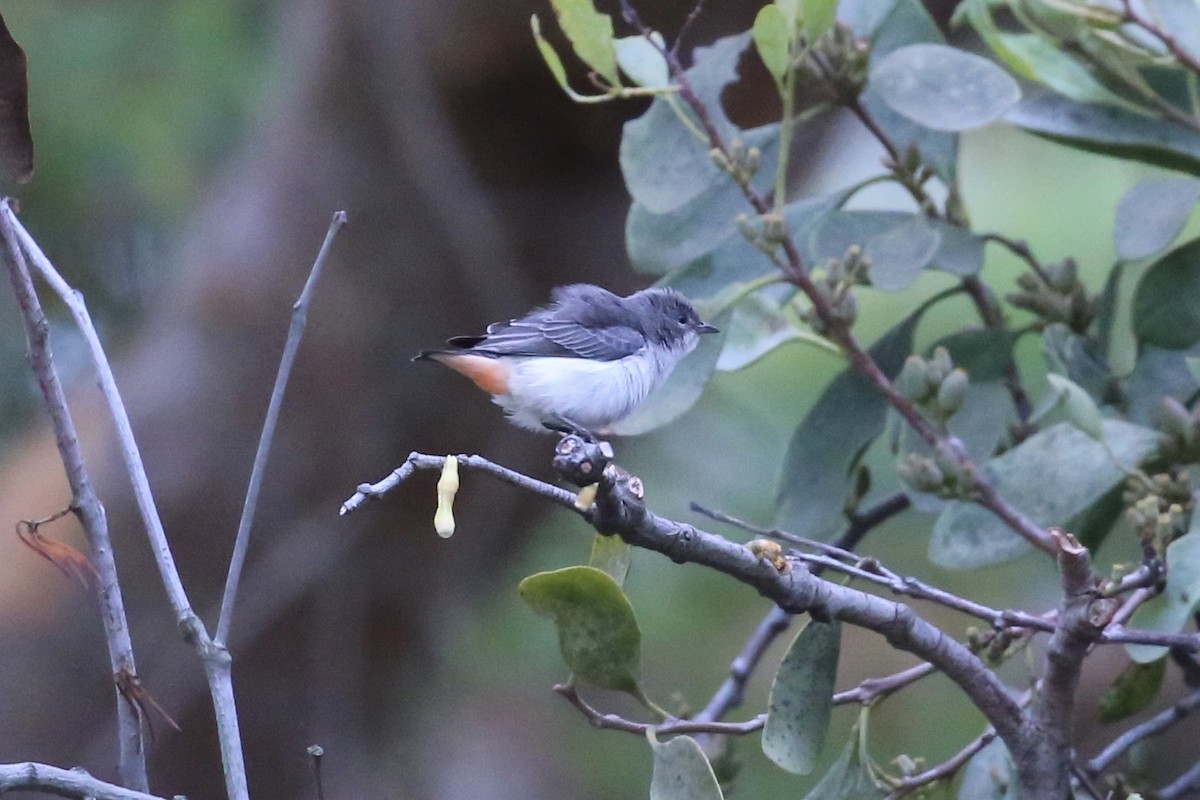 Mistletoebird (Australian) - ML645186645
