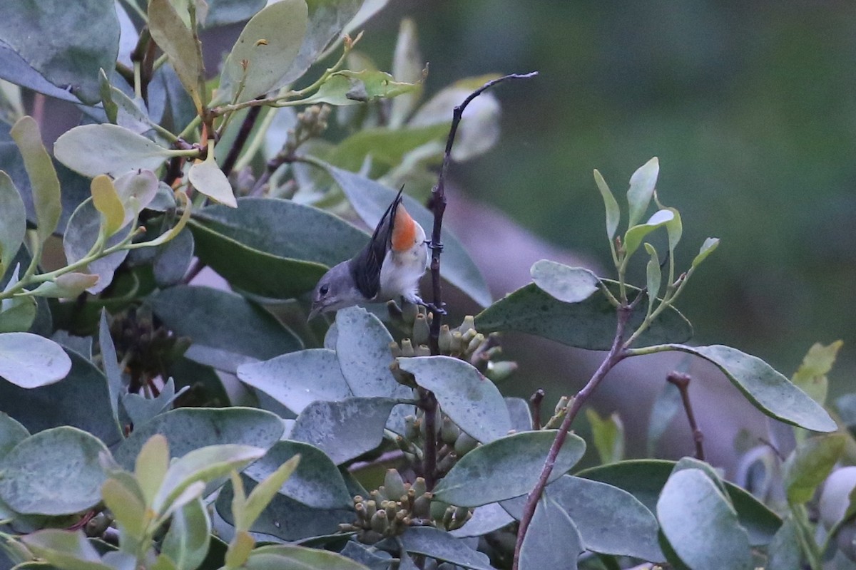Mistletoebird (Australian) - ML645186646