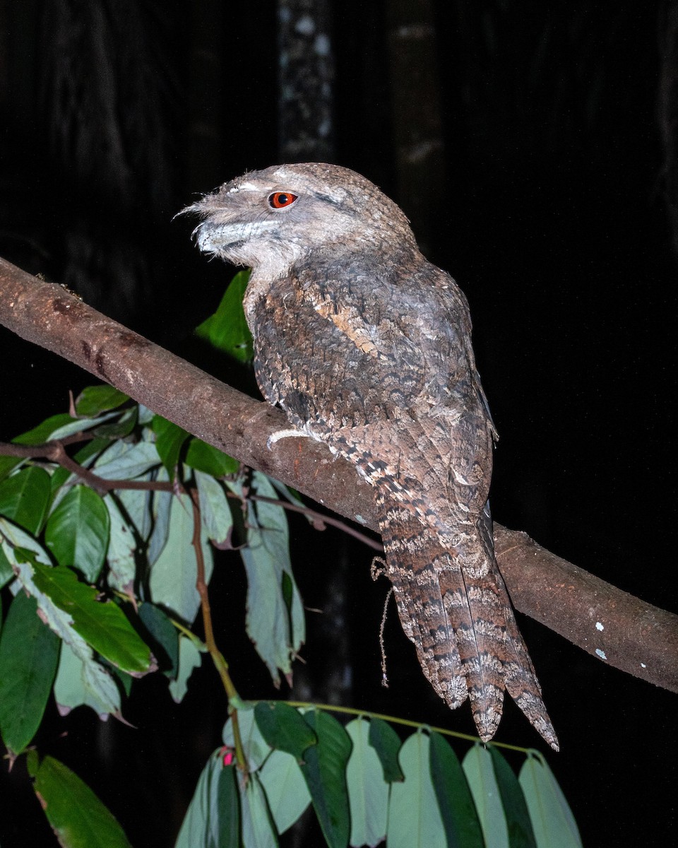 kjempefroskemunn - ML645186653