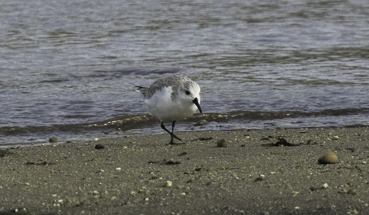 Txirri zuria - ML645186659