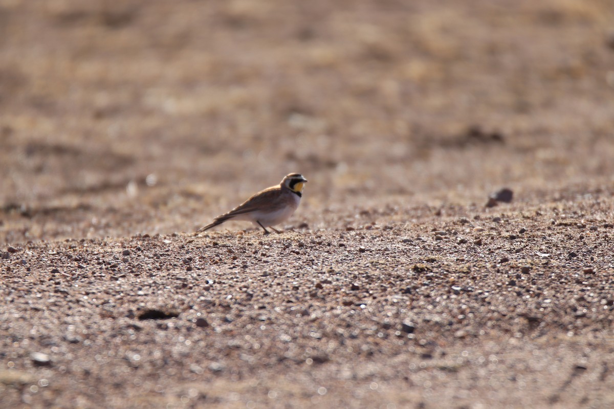 Alondra Cornuda - ML645186663