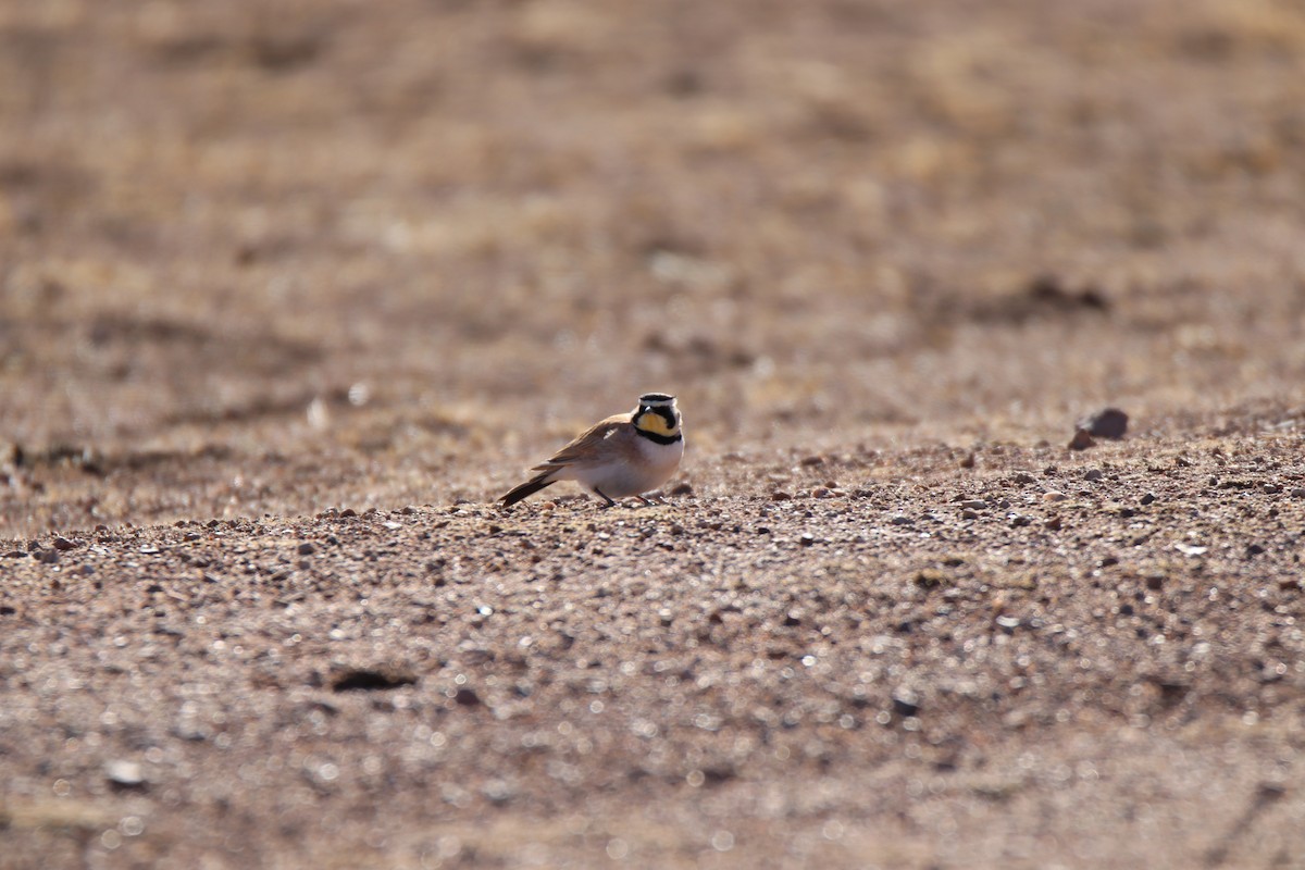 Alondra Cornuda - ML645186664