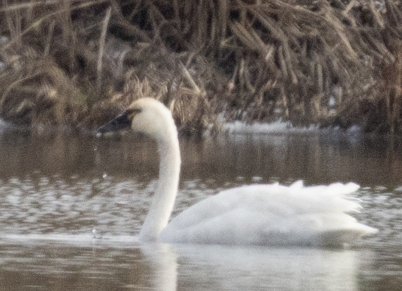 Гунгар хун - ML645186680