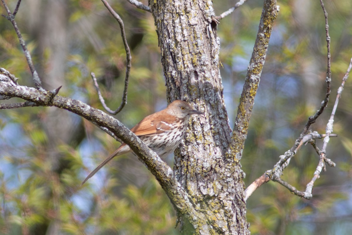 דשוש חום - ML645186683
