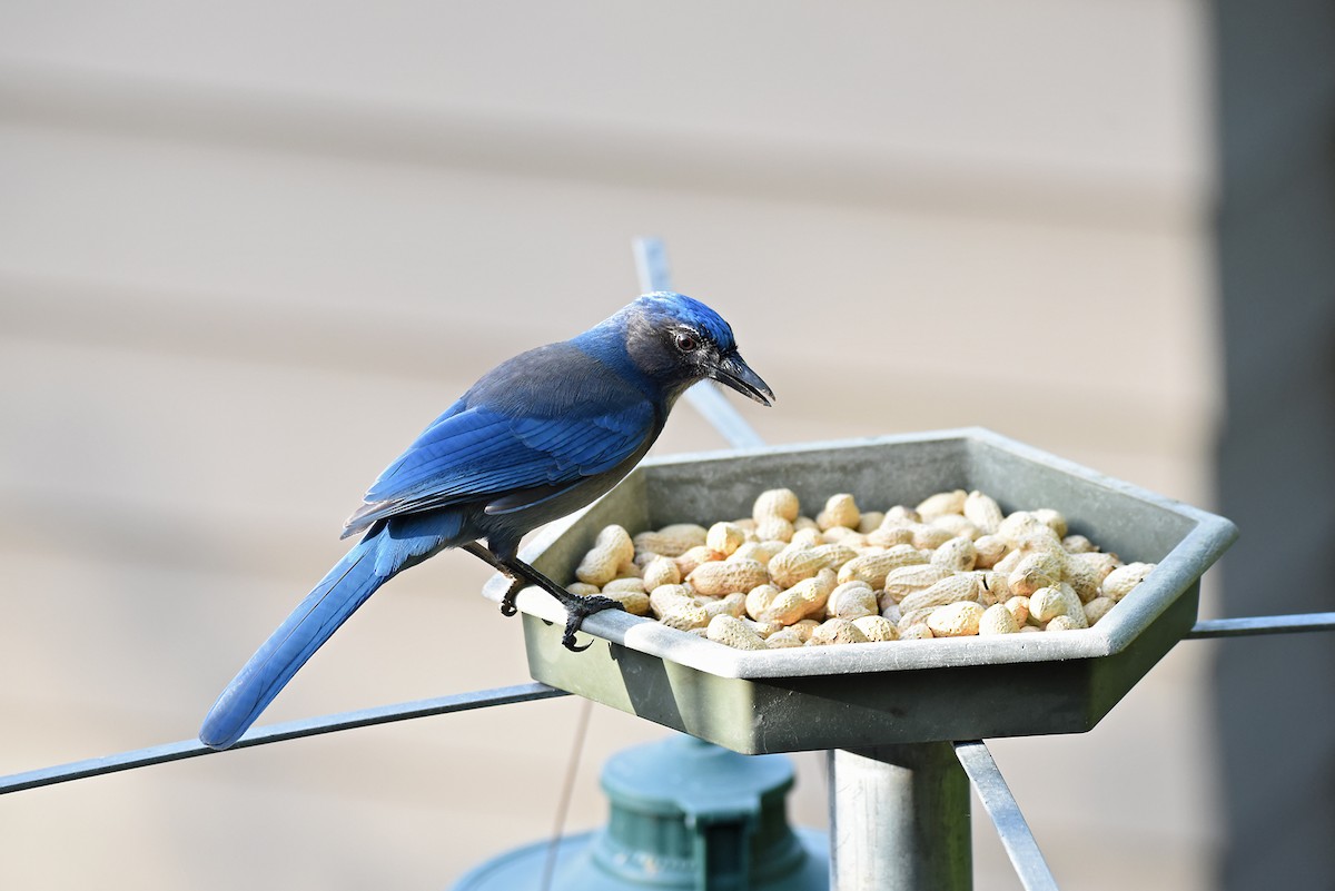 Steller's Jay x California Scrub-Jay (hybrid) - ML645186688