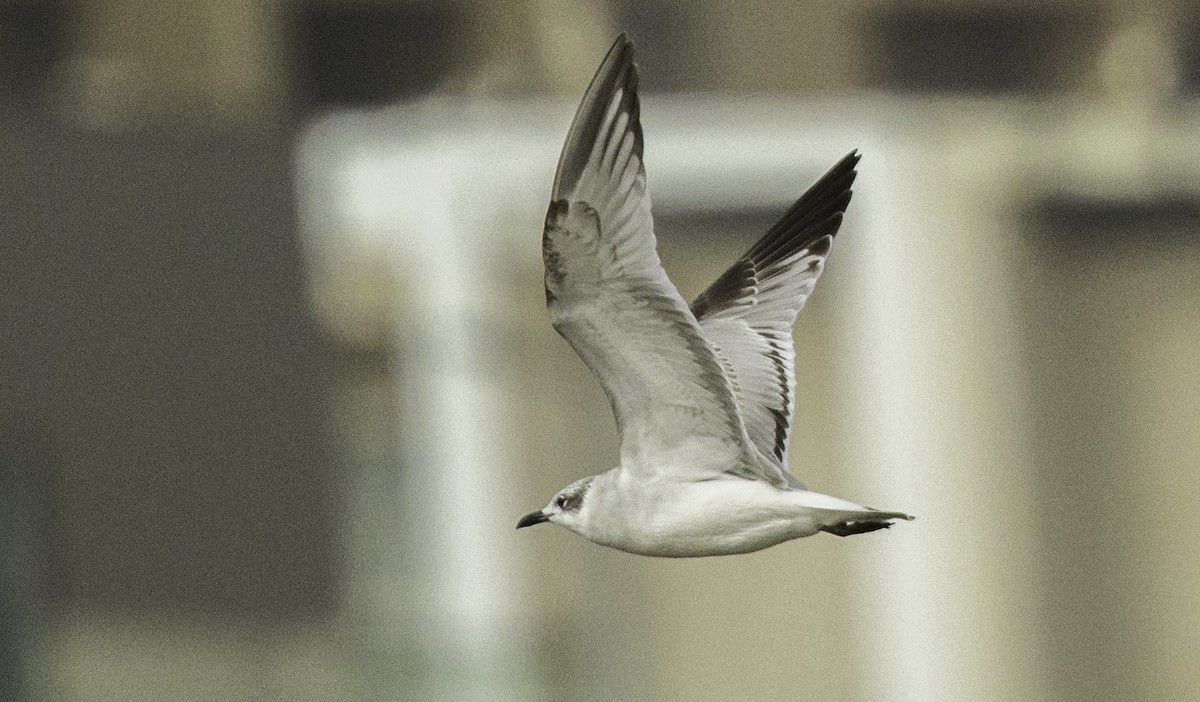 Mediterranean Gull - ML645186689