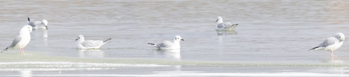 Bonaparte's Gull - ML645186701