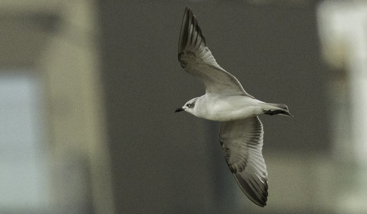 Mediterranean Gull - ML645186704