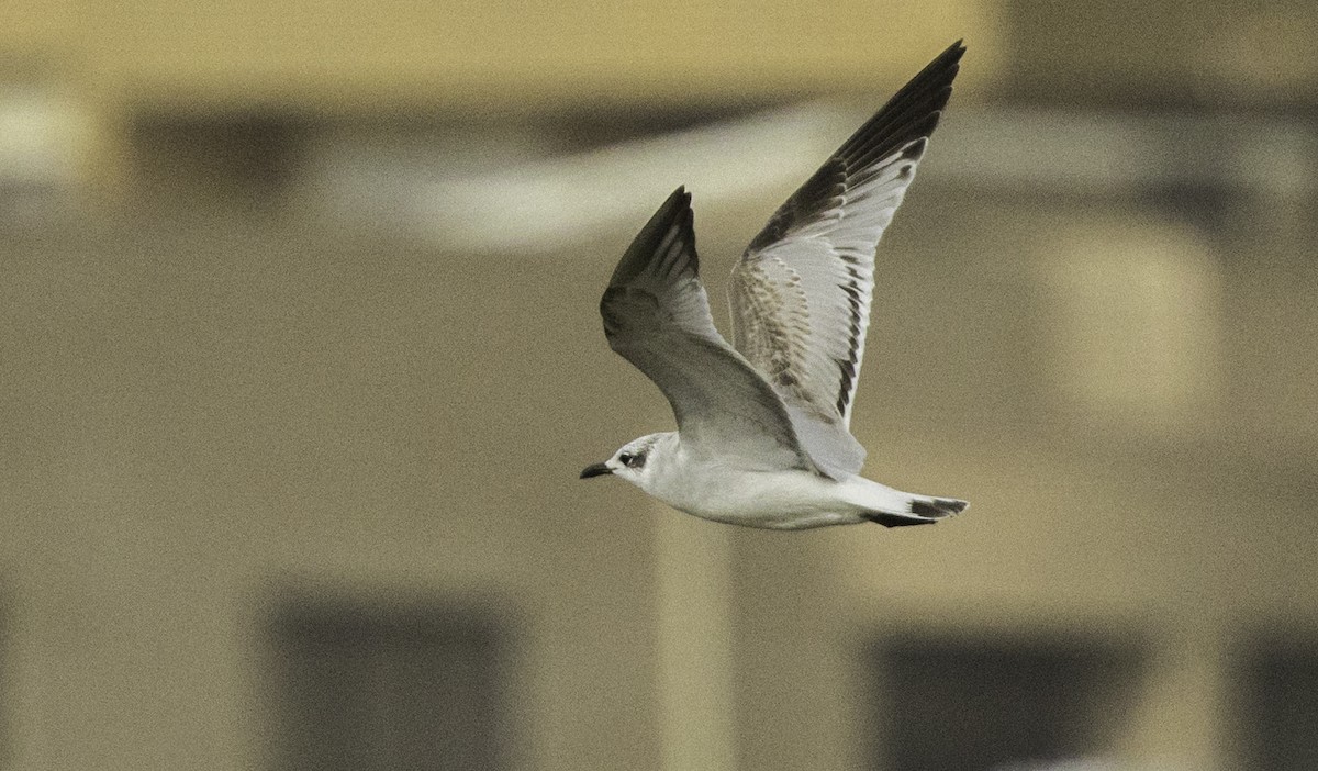 Mediterranean Gull - ML645186706