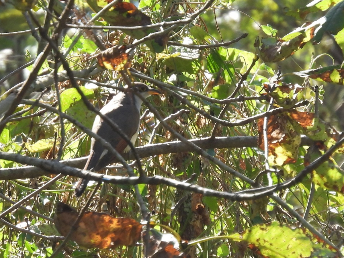 Yellow-billed Cuckoo - ML645186708