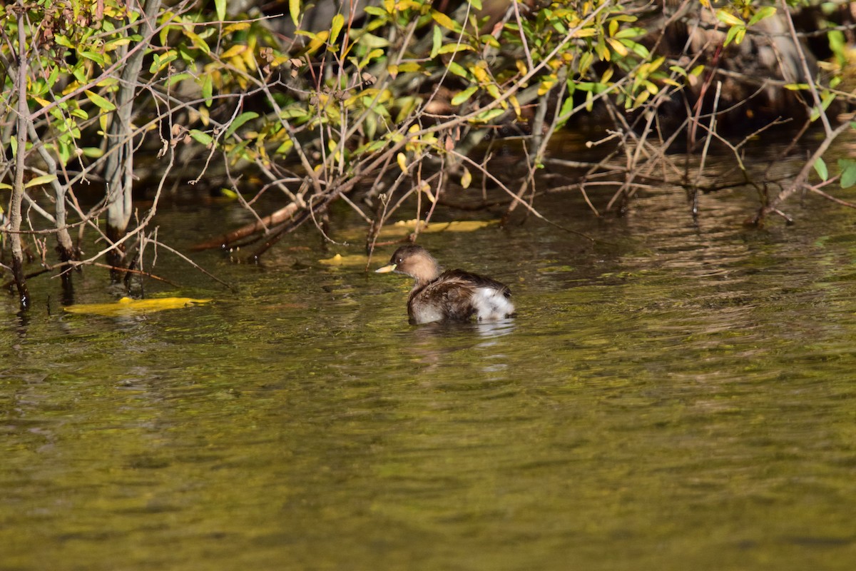 Little Grebe - ML645186721