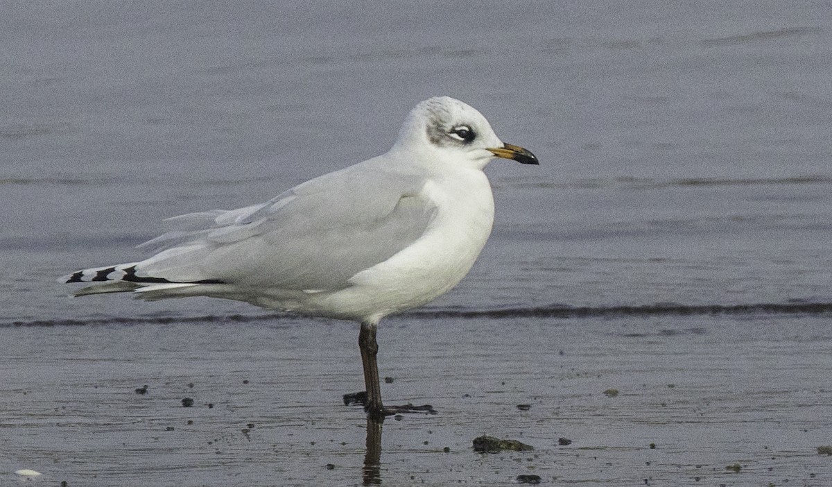Mediterranean Gull - ML645186727