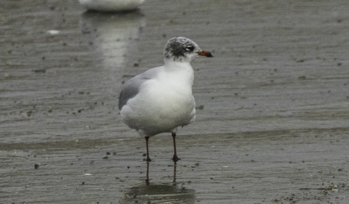 Mediterranean Gull - ML645186742