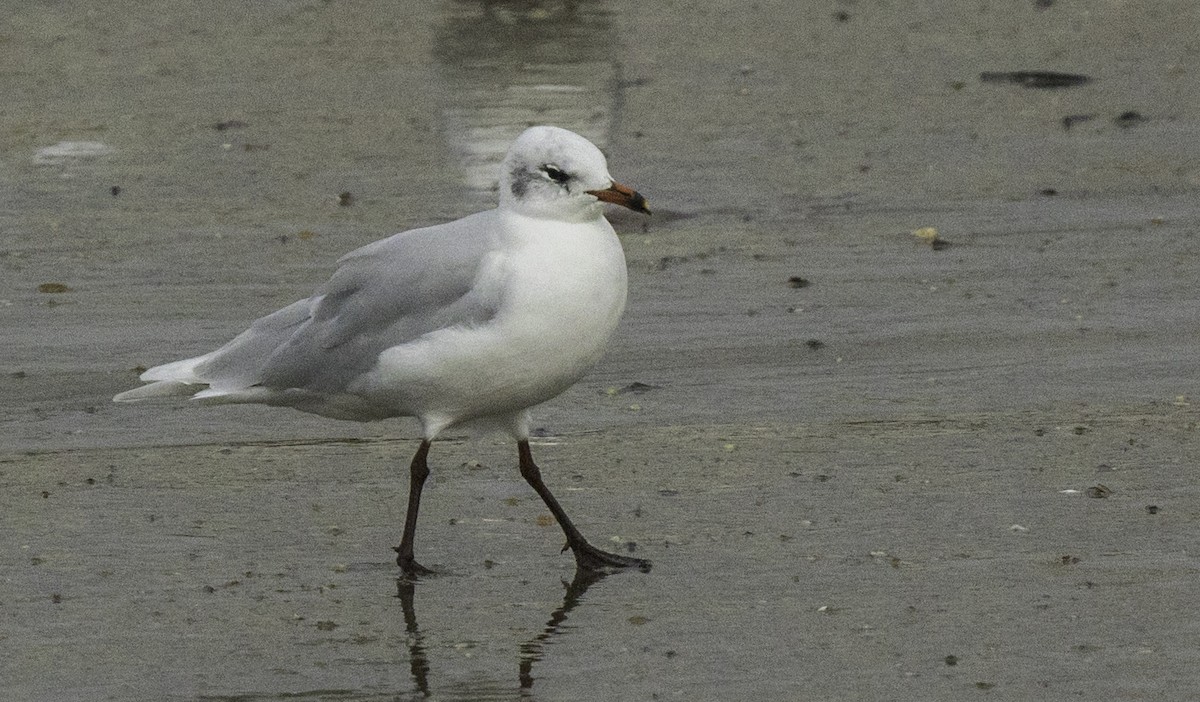 Mediterranean Gull - ML645186748
