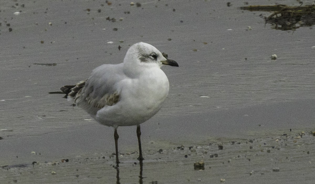 Mediterranean Gull - ML645186749
