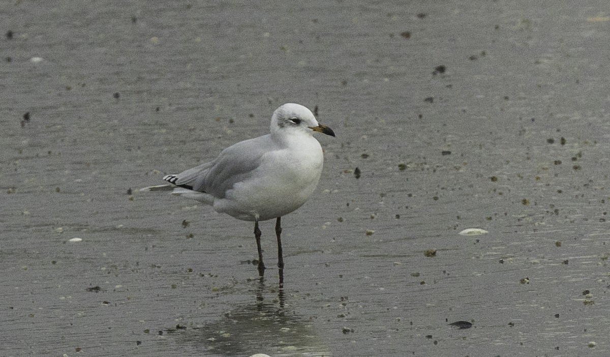 Mediterranean Gull - ML645186750