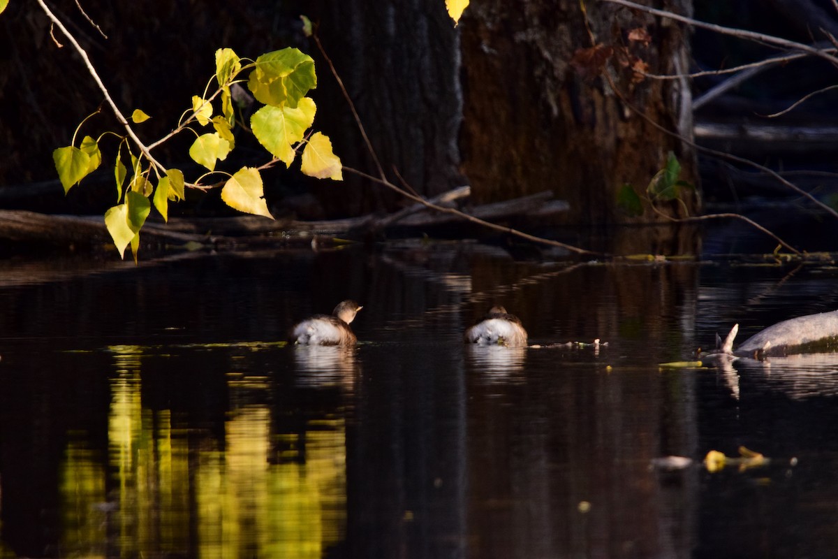 Little Grebe - ML645186751