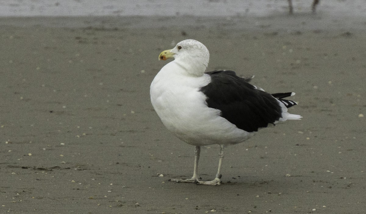 Great Black-backed Gull - ML645186772