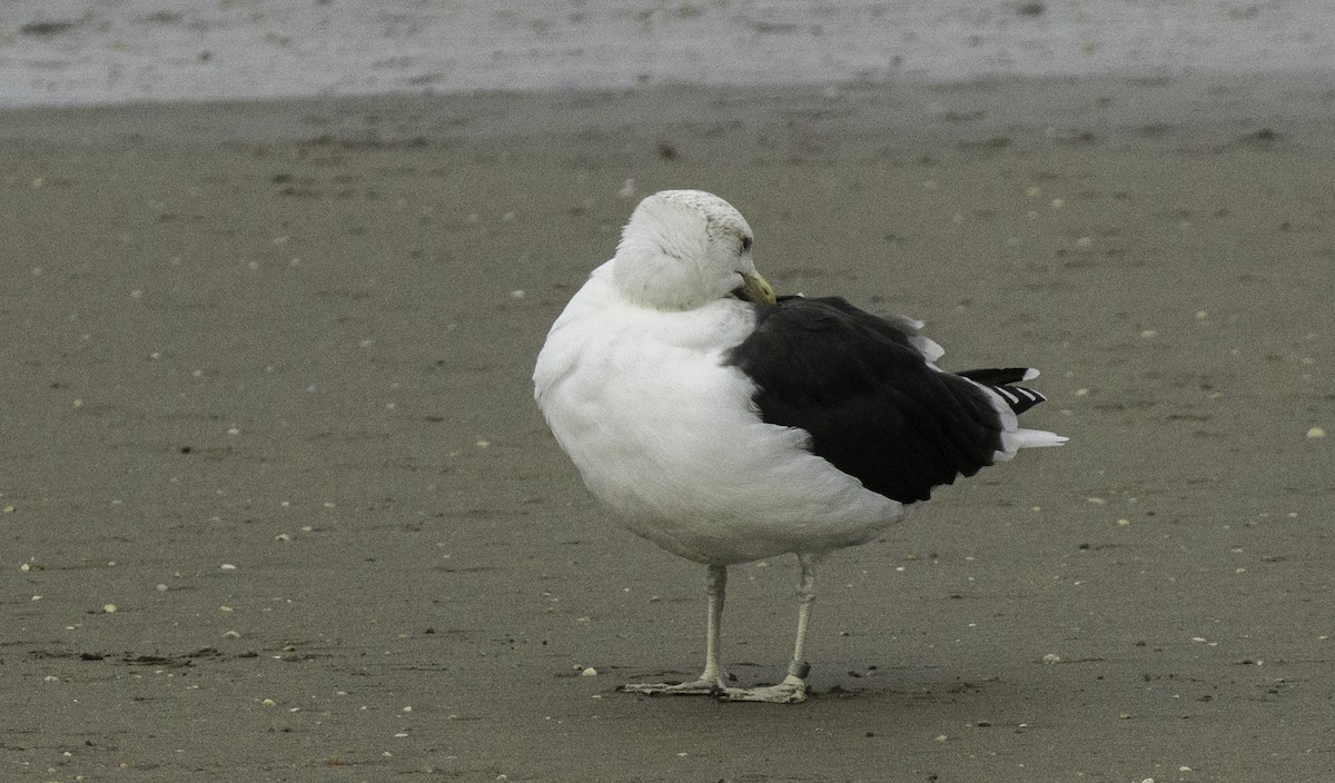 Great Black-backed Gull - ML645186773
