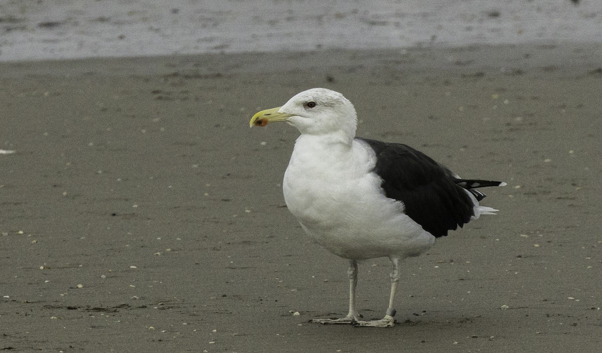 Great Black-backed Gull - ML645186775