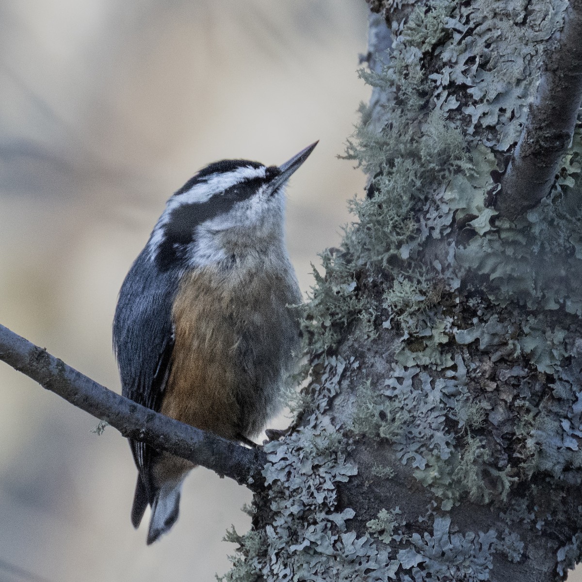 Red-breasted Nuthatch - ML645186778