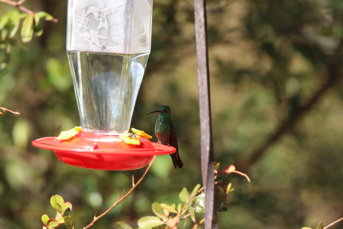 Berylline Hummingbird - ML645186782