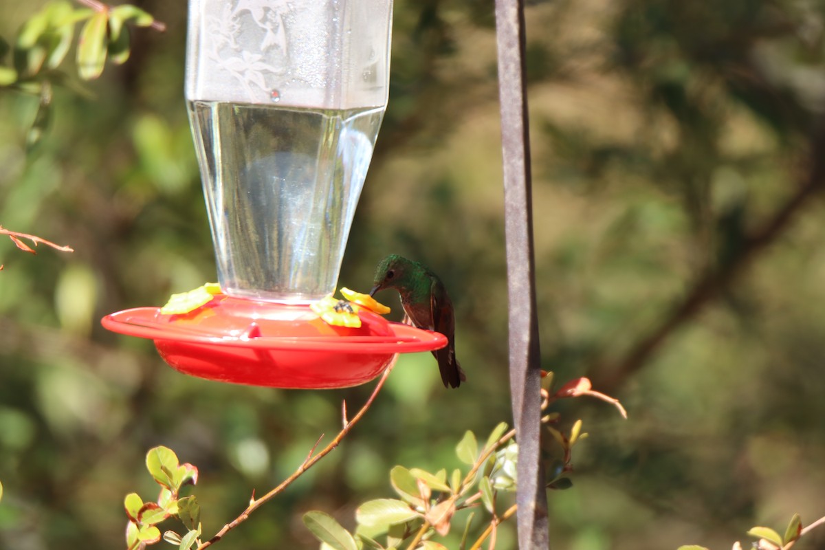 Berylline Hummingbird - ML645186783