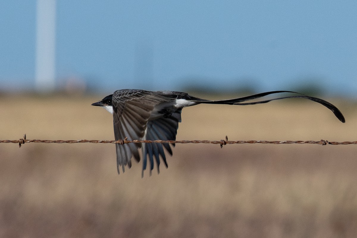 Fork-tailed Flycatcher - ML645186794