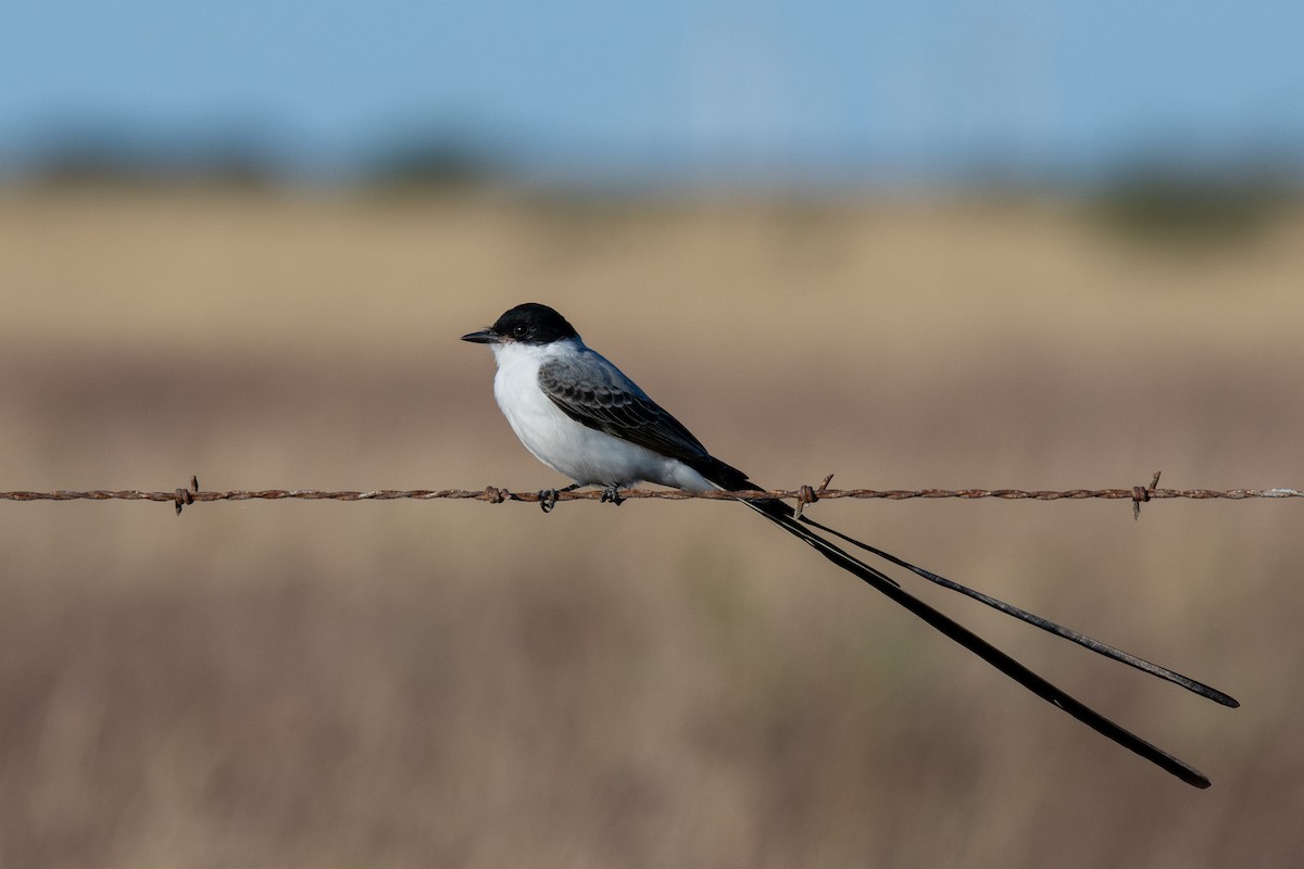 Fork-tailed Flycatcher - ML645186795
