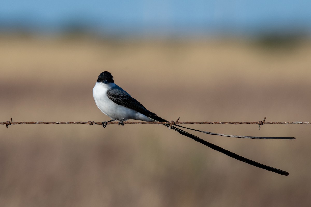 Fork-tailed Flycatcher - ML645186796