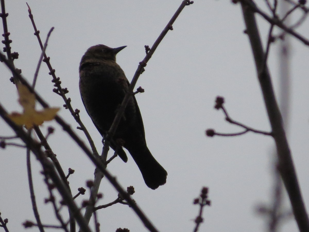 Rusty Blackbird - ML645186823