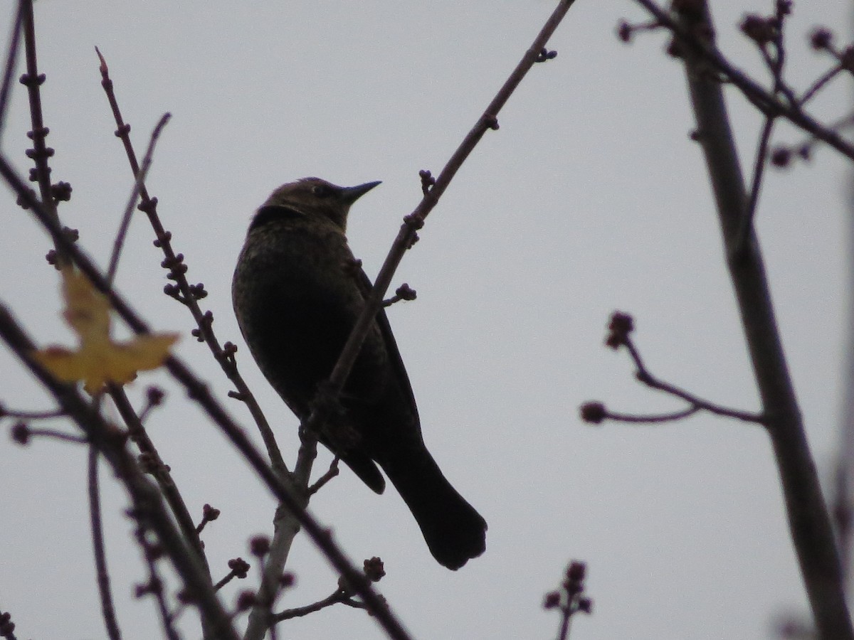 Rusty Blackbird - ML645186824