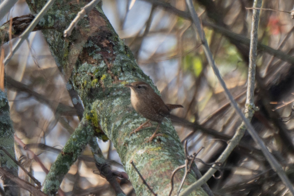 Winter Wren - ML645186832