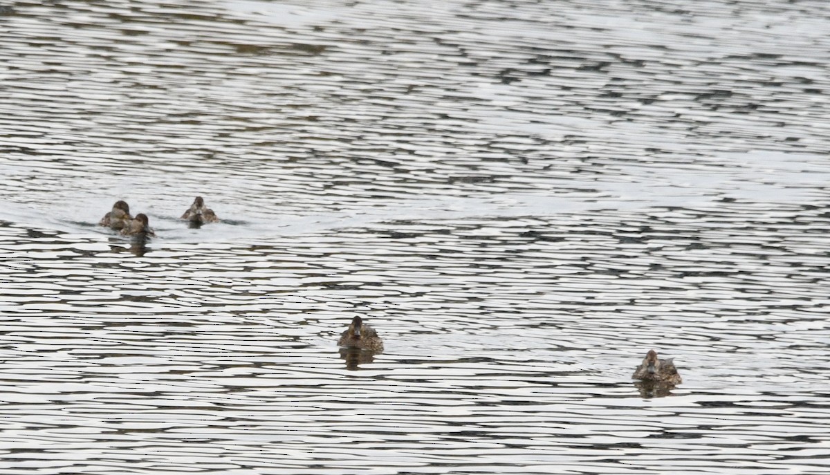 小水鴨 - ML645186835